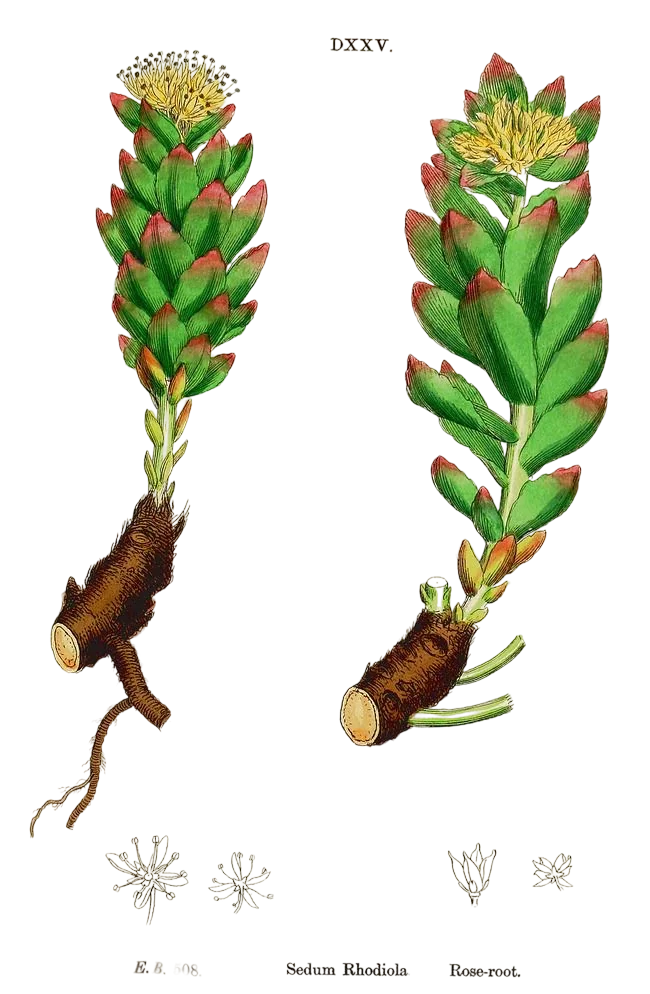 Rhodiola