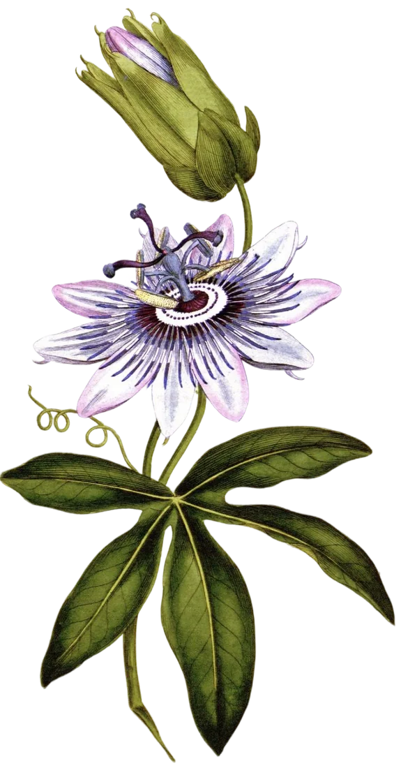 Theanine, chamomile, passionflower, magnesium