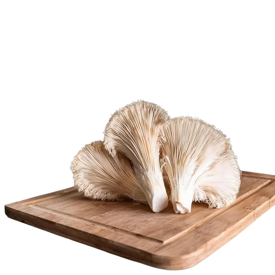 Lion's mane and bacopa