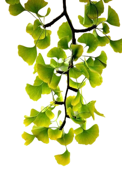 Ginkgo and B vitamins