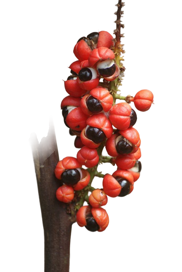 Guarana