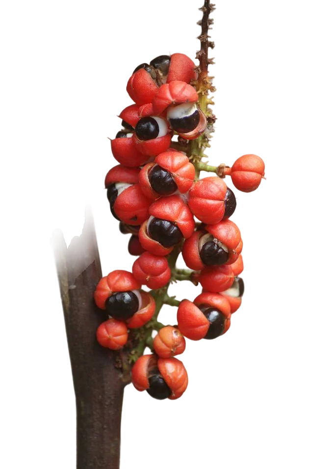 Anhydrous plus guarana